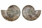 Cut & Polished, Agatized Ammonite Fossil - Madagascar #212887-1